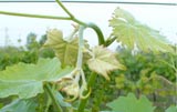 <div class="subcaption">Foto scattata Mercoled 11 Maggio 2011</div>