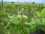 <div class="subcaption">Foto scattata Marted 29 Aprile 2014</div>