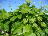 <div class="subcaption">Foto scattata Gioved 08 Maggio 2014</div>