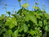 <div class="subcaption">Foto scattata Gioved 08 Maggio 2014</div>