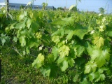 <div class="subcaption">Foto scattata Marted 15 Maggio 2012</div>
