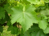 <div class="subcaption">Foto scattata Gioved 07 Giugno 2012</div>