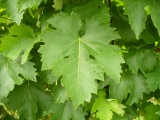 <div class="subcaption">Foto scattata Gioved 07 Giugno 2012</div>