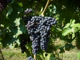 <div class="subcaption">Foto scattata Domenica 21 Agosto 2011</div>