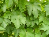 <div class="subcaption">Foto scattata Gioved 07 Giugno 2012</div>