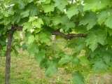<div class="subcaption">Foto scattata Gioved 31 Maggio 2012</div>